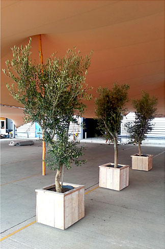 Verdrag Diploma Ambassade Verhuur olijfbomen, goedkope olijfbomen – De Olijfgaard
